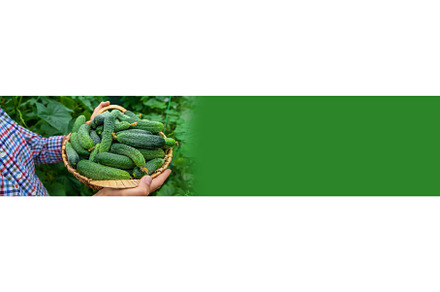 A man holds a harvest of cucumbers, a Food & Drink Photo by yanadjana