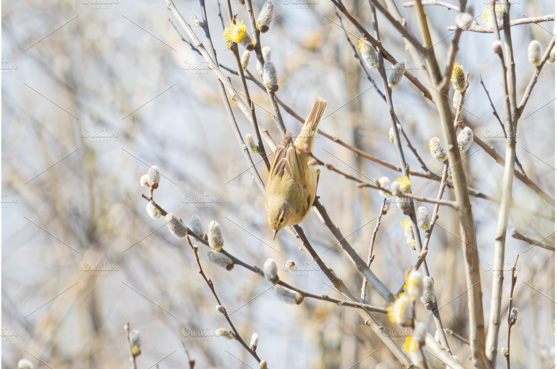 Chiffchaff Searching for Insects on, a Nature Photo by Pakosta