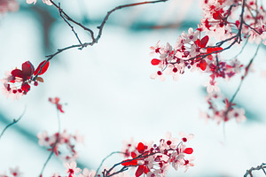 Frame of pretty cherry blossom