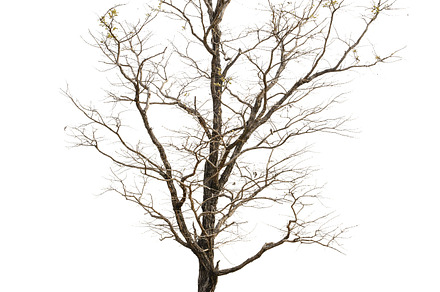 Tree on white background