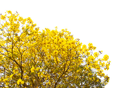 Golden Tree, Yellow Flowers Tree.
