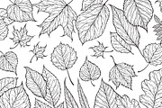 Hand drawn leaves collection, a Decorative Illustration by IreneArt illustrations (Thumbnail 4 of 4)