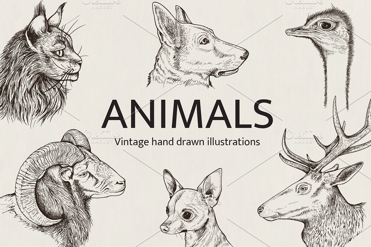 Hand Drawn Portraits of Animals, an Animal Illustration by Artspace (Photo 1 of 4)