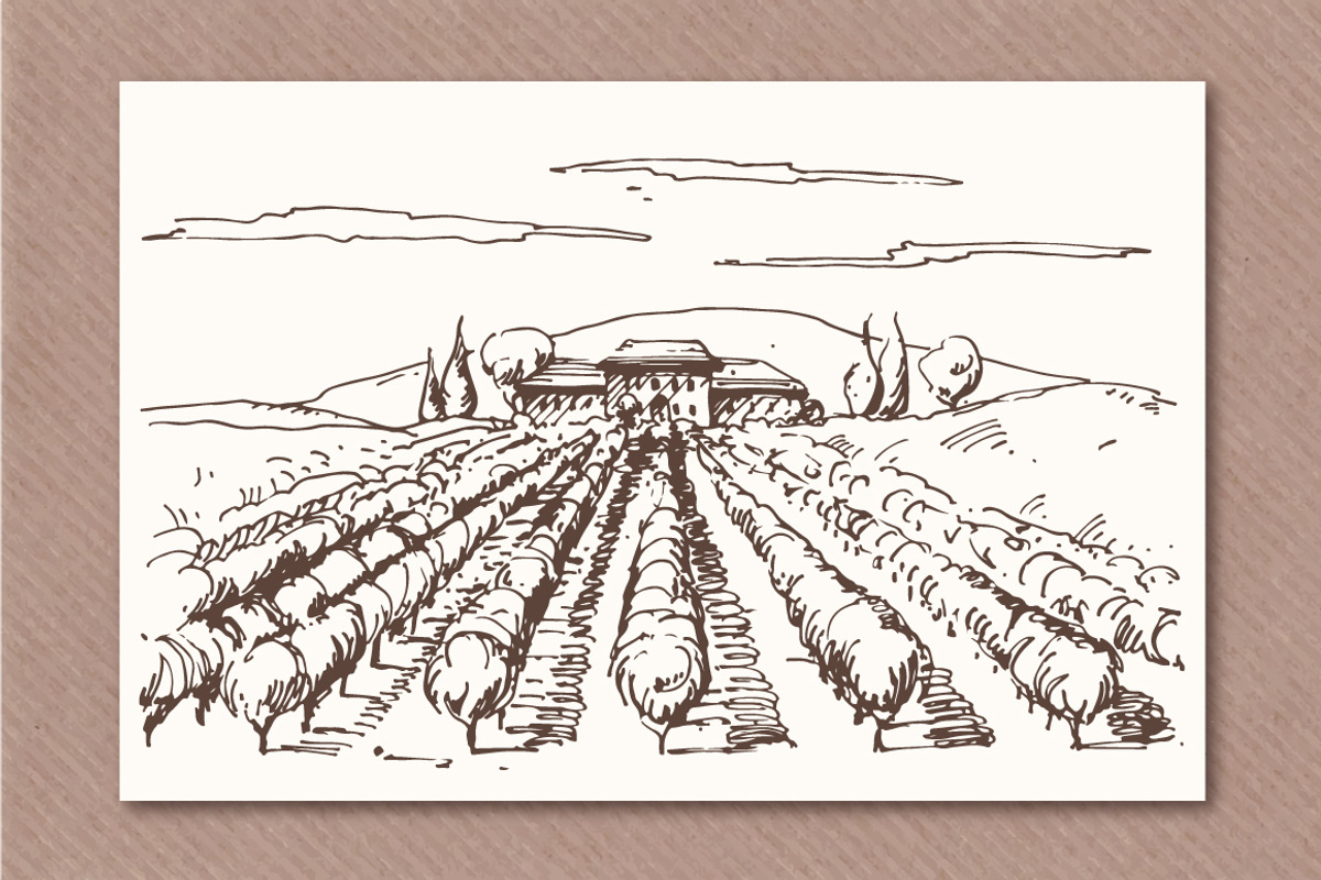 Hand drawn vineyards illustrations, an Illustration by Blue Ink Studio (Photo 2 of 5)