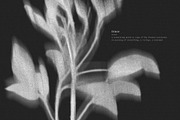 Botanical Traces: Blurred Floral PNG, an Object Graphic by Dina Mae (Thumbnail 12 of 14)