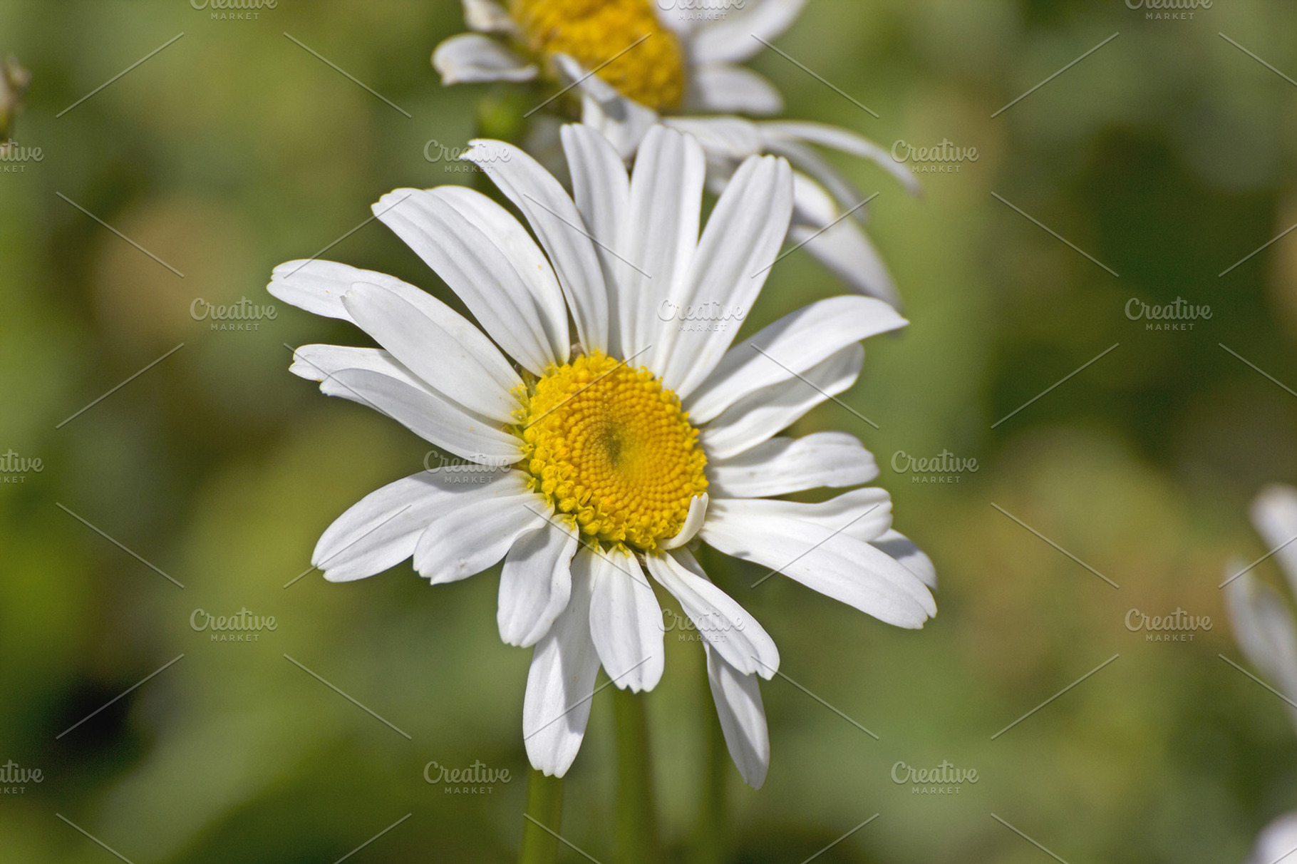 White daisy featuring nature, picture, and image