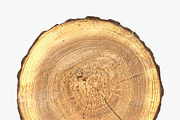 Wood Log Slice, an Environmental 3D Model by 3D_PikNik (Thumbnail 6 of 15)