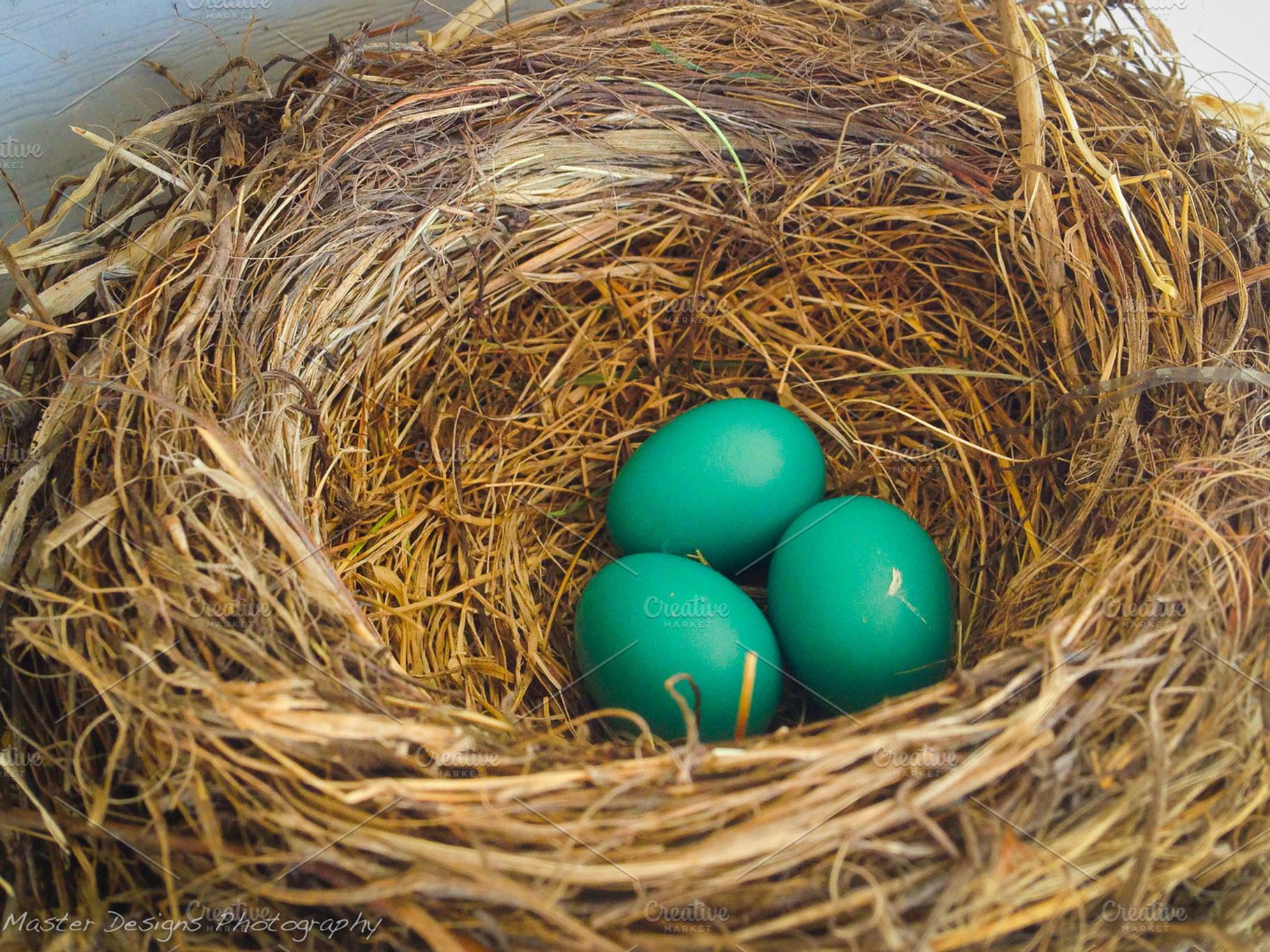 01 Bird nest with 3 blue eggs, a Nature Photo by Nancy Hebert Photography