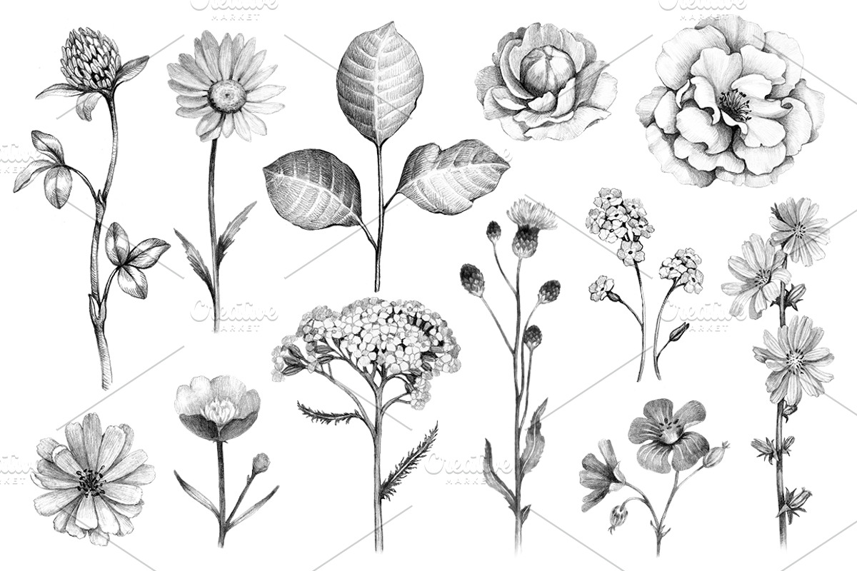 Summer nature illustrations kit, a Texture Illustration by Sundra (Photo 3 of 7)