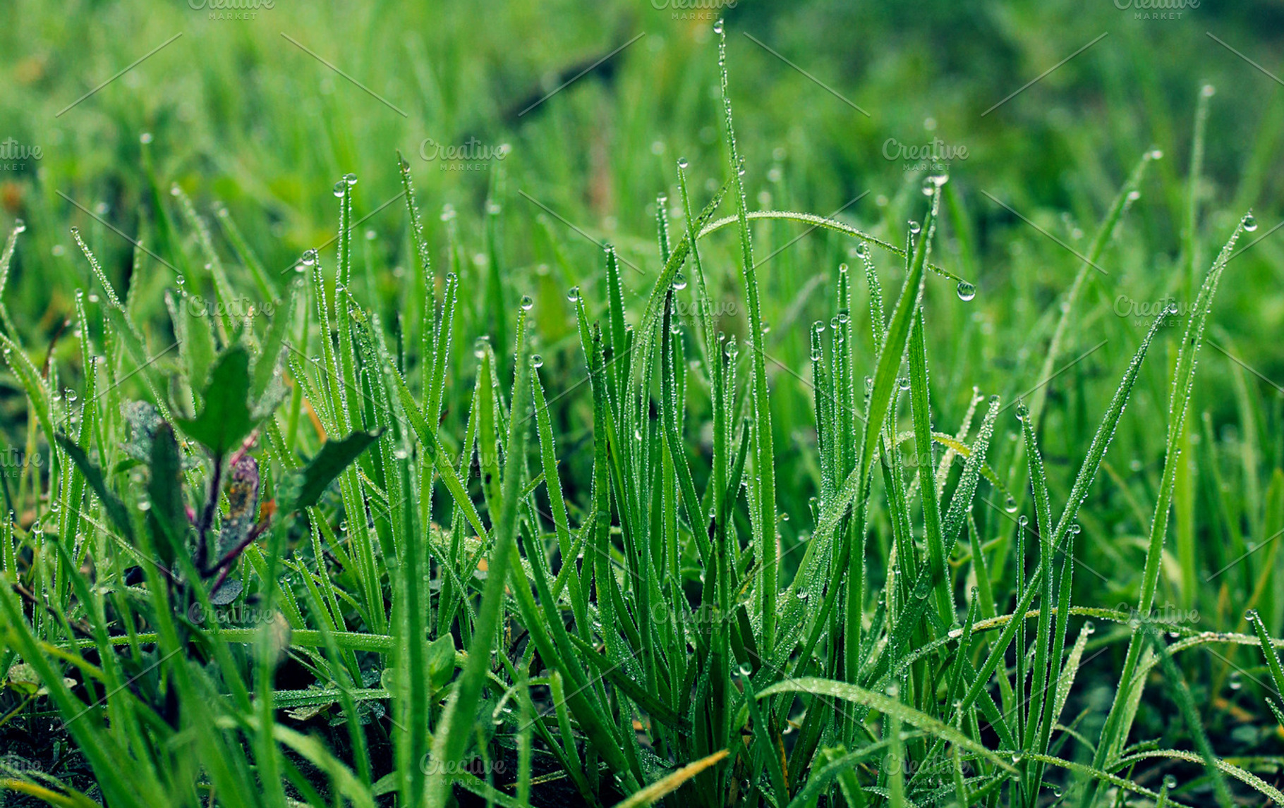 Grass droplets