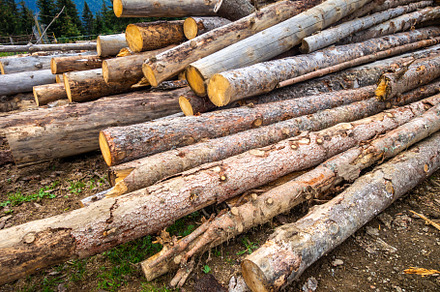 Stack of tree trunks, a Nature Photo by GoodGoods