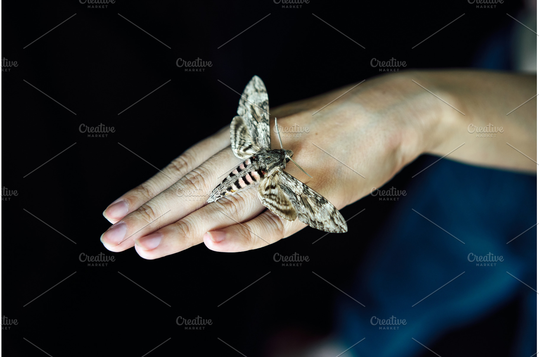 Butterfly sitting on woman hand over, an Animal Photo by Gladkov photography