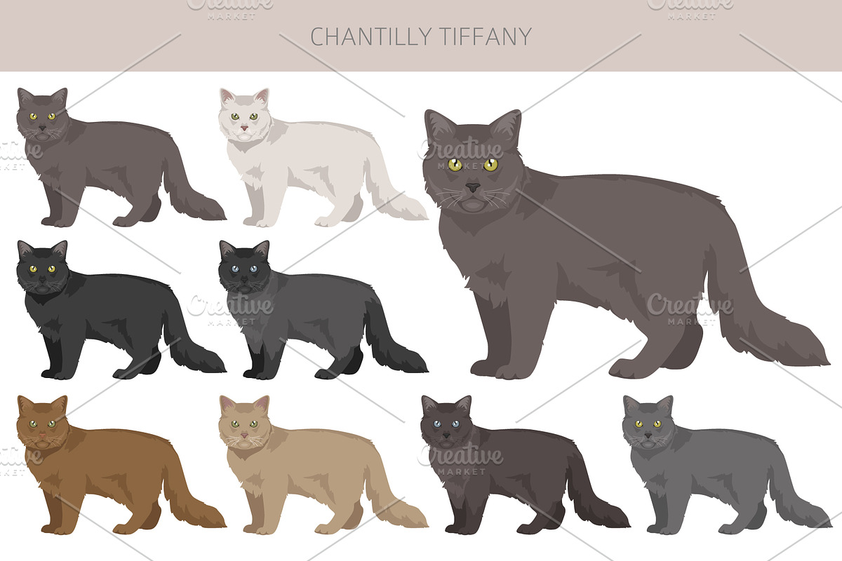 Chantilly Tiffany Cat clipart set, an Animal Illustration by pet design shop (Photo 2 of 6)