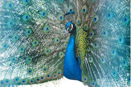 peacock fluffed out its beautiful, an Animal Photo by Pakosta
