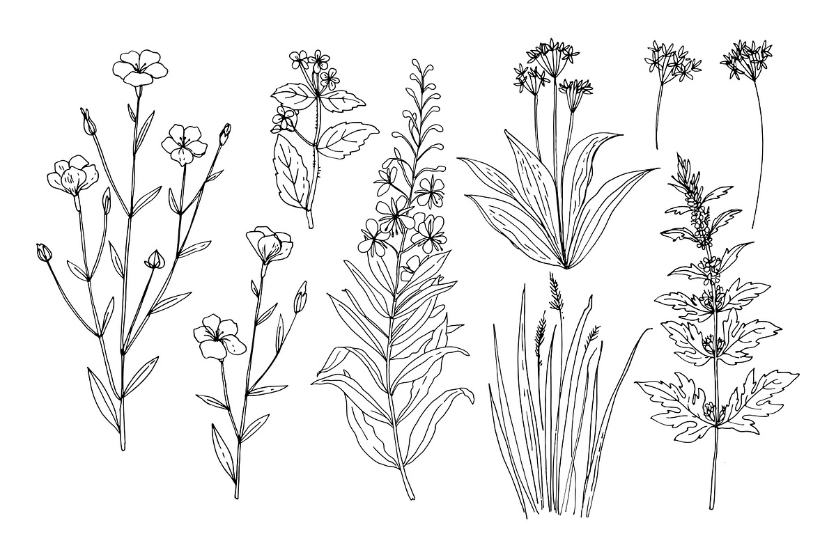 Wildflowers and herbs line sketch, a Decorative Illustration by irina.vaneeva (Photo 8 of 10)