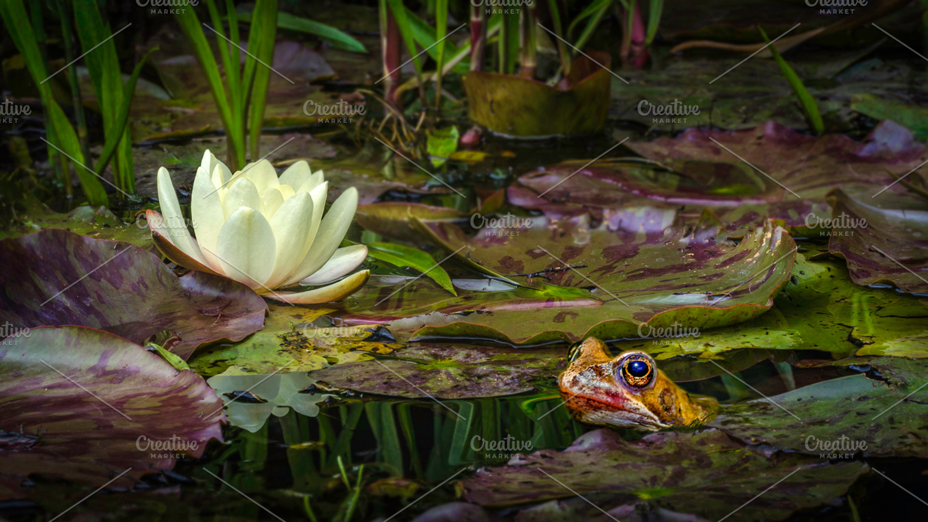 The Toad and Lily, an Animal Photo by Shoey Photography