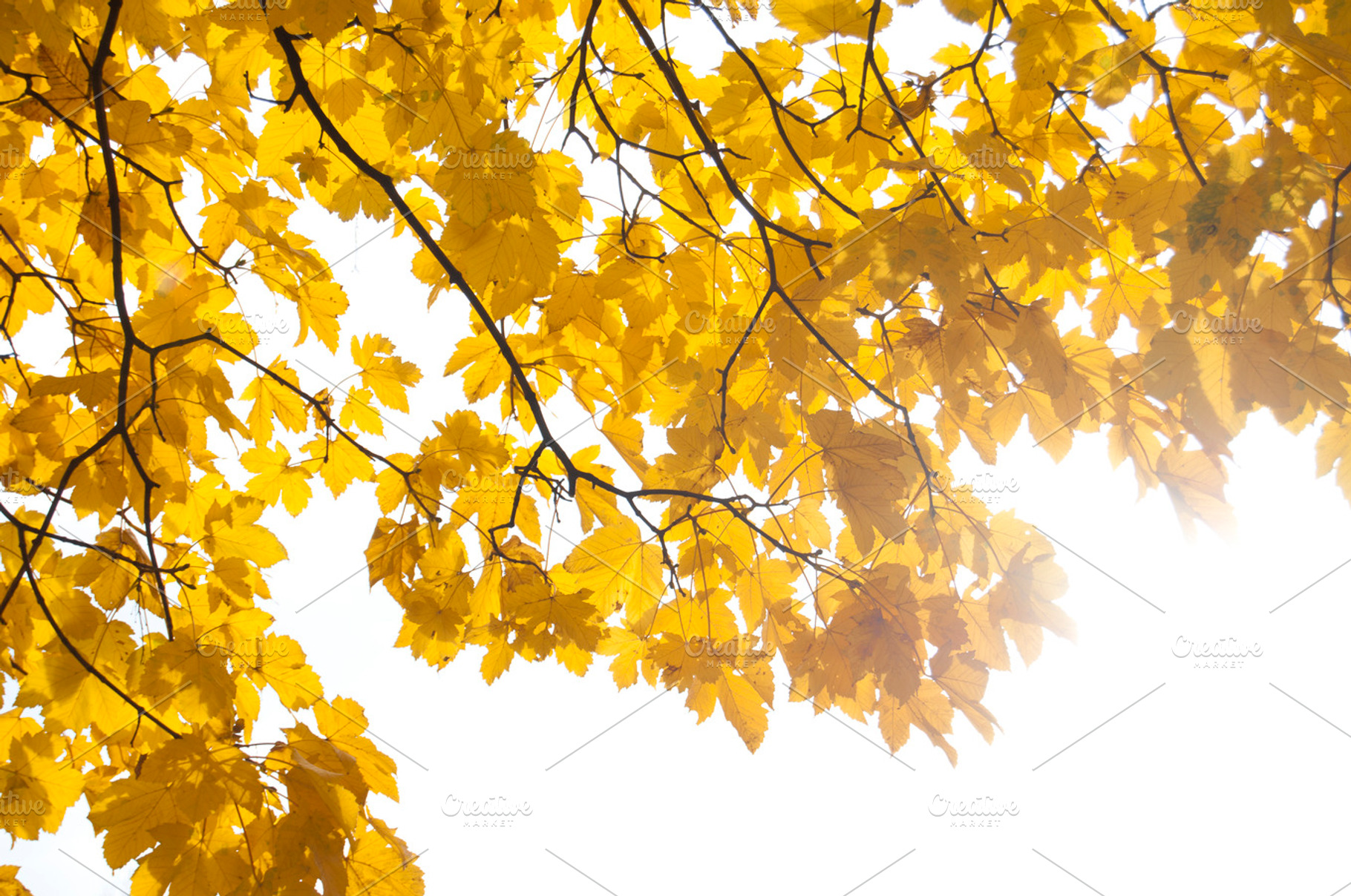Yellow ii featuring yellow, leaves, and maple, a Nature Photo by Ruby Creative