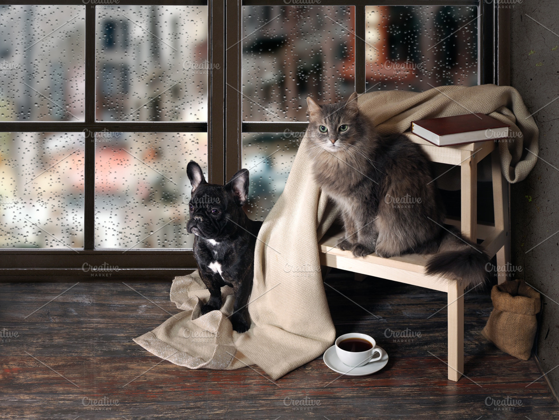 Comfortable room with panoramic window. Dog and cat sitting at the ladder, book, cup of coffee, plaid, an Animal Photo by Kozorog