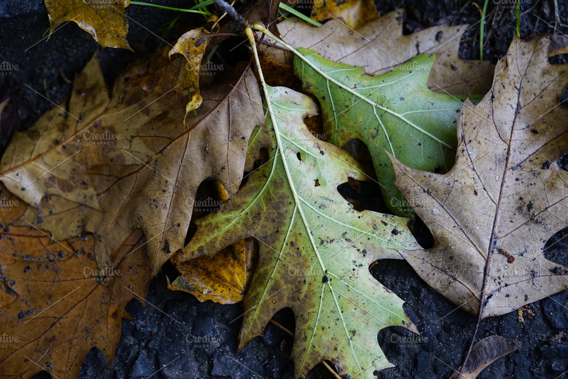 Oak leaves with rain drops, a Nature Photo by Nazar Hrabovyi