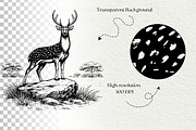 Axis Deer Wildlife Graphics, an Animal Illustration by DENIDigitalArtSudio (Thumbnail 7 of 8)