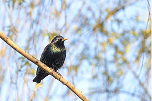 Common Starling (Sturnus vulgaris, an Animal Photo by Pakosta