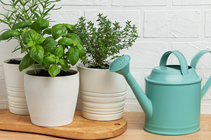 Fresh herbs growing in pots with watering can on wooden table, a Food & Drink Photo by Olena Rudo