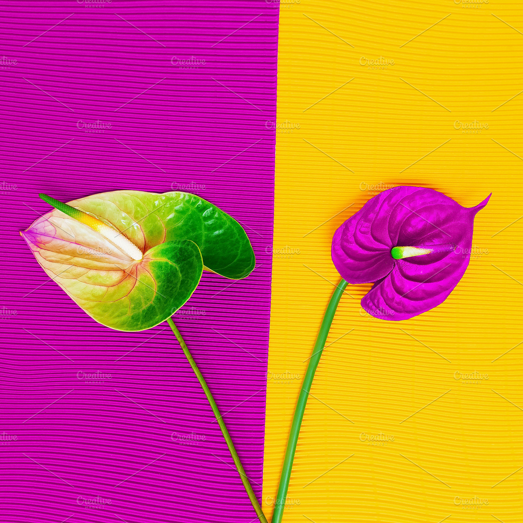 Calla fashion minimal containing abstract, aroma, and background, a Beauty & Fashion Photo by Jenya Porechenskaya