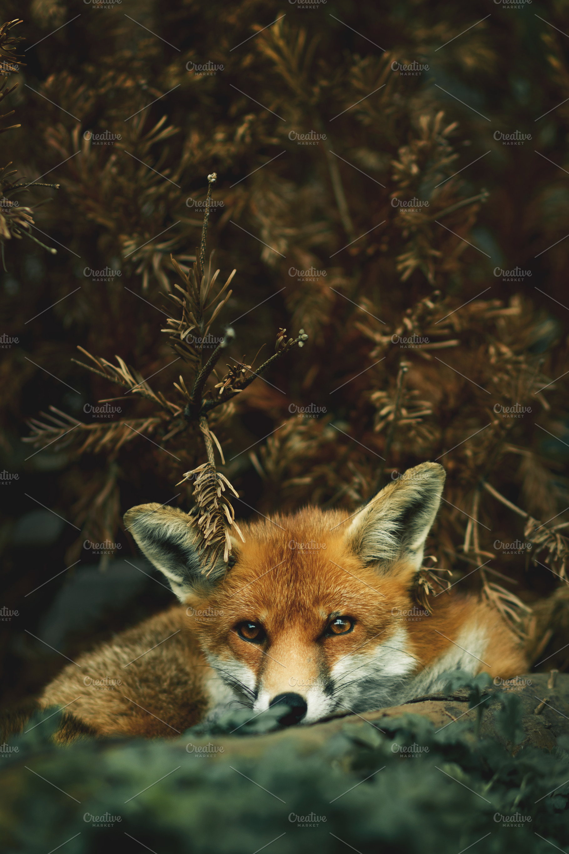 Minimalist Resting Red Fox Portrait, an Animal Photo by René Jordaan Photography