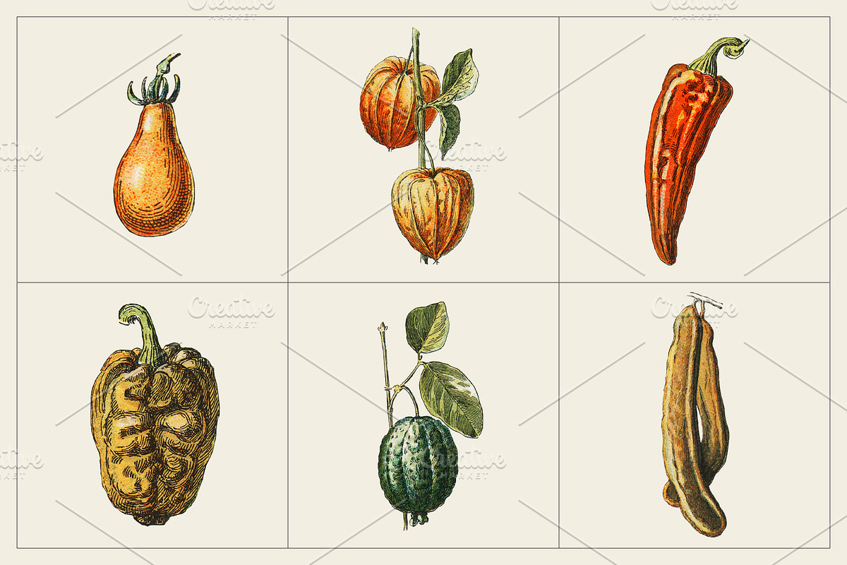 Fruit and Vegetable Art Collection, a Food Illustration by Illusiongraphic (Photo 7 of 14)
