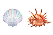 Sea Shells Clipart PNG, an Illustration by SinaCreation (Thumbnail 5 of 11)