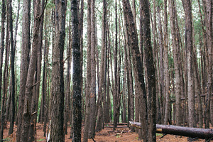 Trees stock photo containing trees and makawao