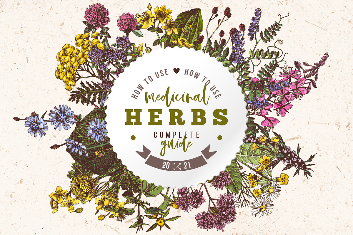 Hand drawn medicinal herbs, a Healthcare Illustration by handsketched (Photo 7 of 14)