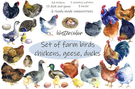 Watercolor chickens clipart png