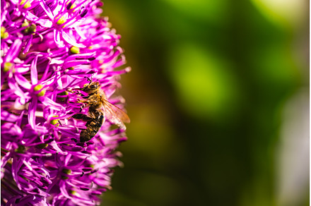 A beautiful bee is quietly resting