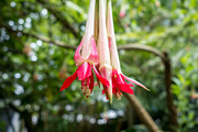 Red and white fuchsia flowers hanging amidst lush tropical green, a Nature Photo by GoodGoods (Thumbnail 1 of 3)