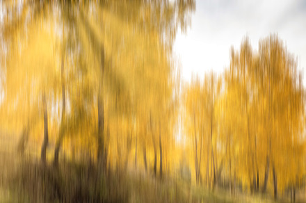 Autumn birch forest with sunshine., a Nature Photo by Eugene_Photo