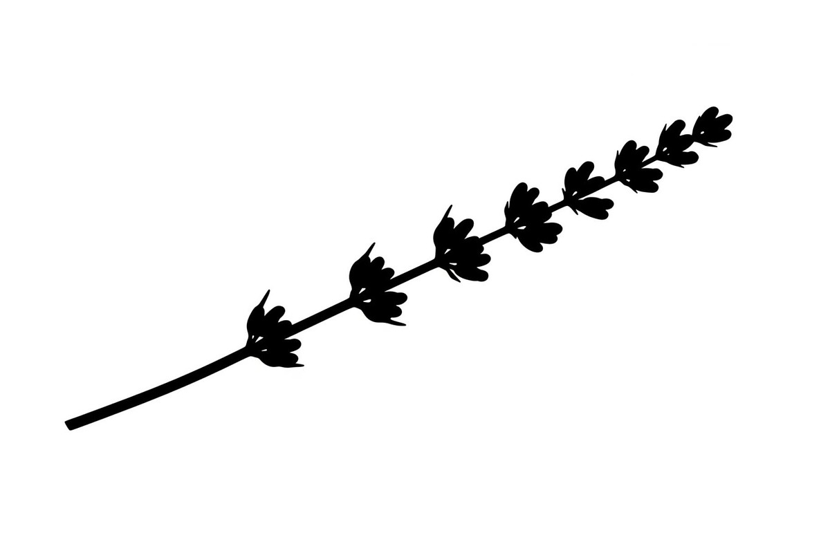 Floral Ornament Silhouette Bundle, an Illustration by BIPLOB EXPERT (Photo 12 of 51)