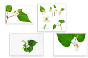 Houttuynia. PhotoSet, an Object Graphic by Pullia (Thumbnail 4 of 5)