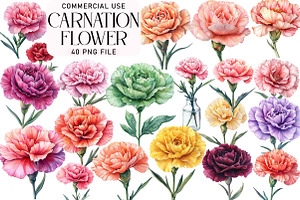 Watercolor Carnation Flower Clipart, an Illustration by Daily.Designs