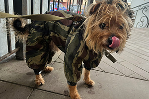 Cute terrier wearing camo outfit outdoors looking curious and playful, a Photo by AS photostudio