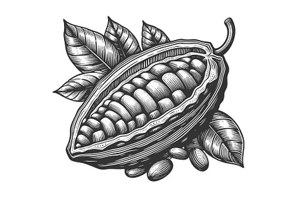Cacao Pod with Beans sketch vector, an Object Illustration by AlexArt