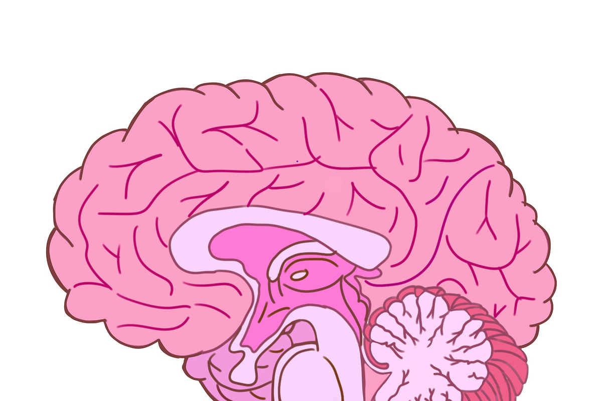 Biology & Anatomy goodnotes stickers, an Education Illustration by Noorist (Photo 8 of 32)