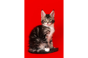 Fluffy Maine Coon tabby kitten with, an Animal Photo by Alexander-Piragis