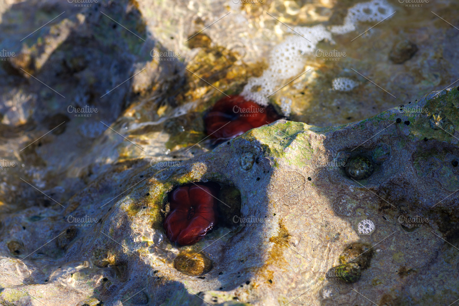 Closed plum anemone, beadlet anemone or red sea, a Nature Photo by Bepslabor