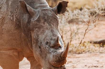 Endangered white rhino, an Animal Photo by Kzara Visual Concepts