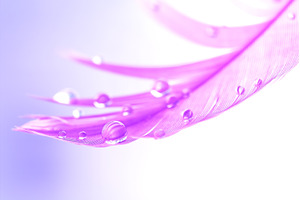 Close-up water drops on a purple