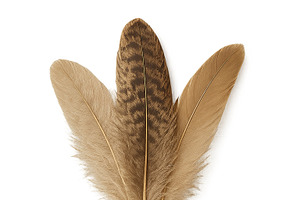 Indigenous peoples day feather colle, an Illustration by Dvoevnore photos