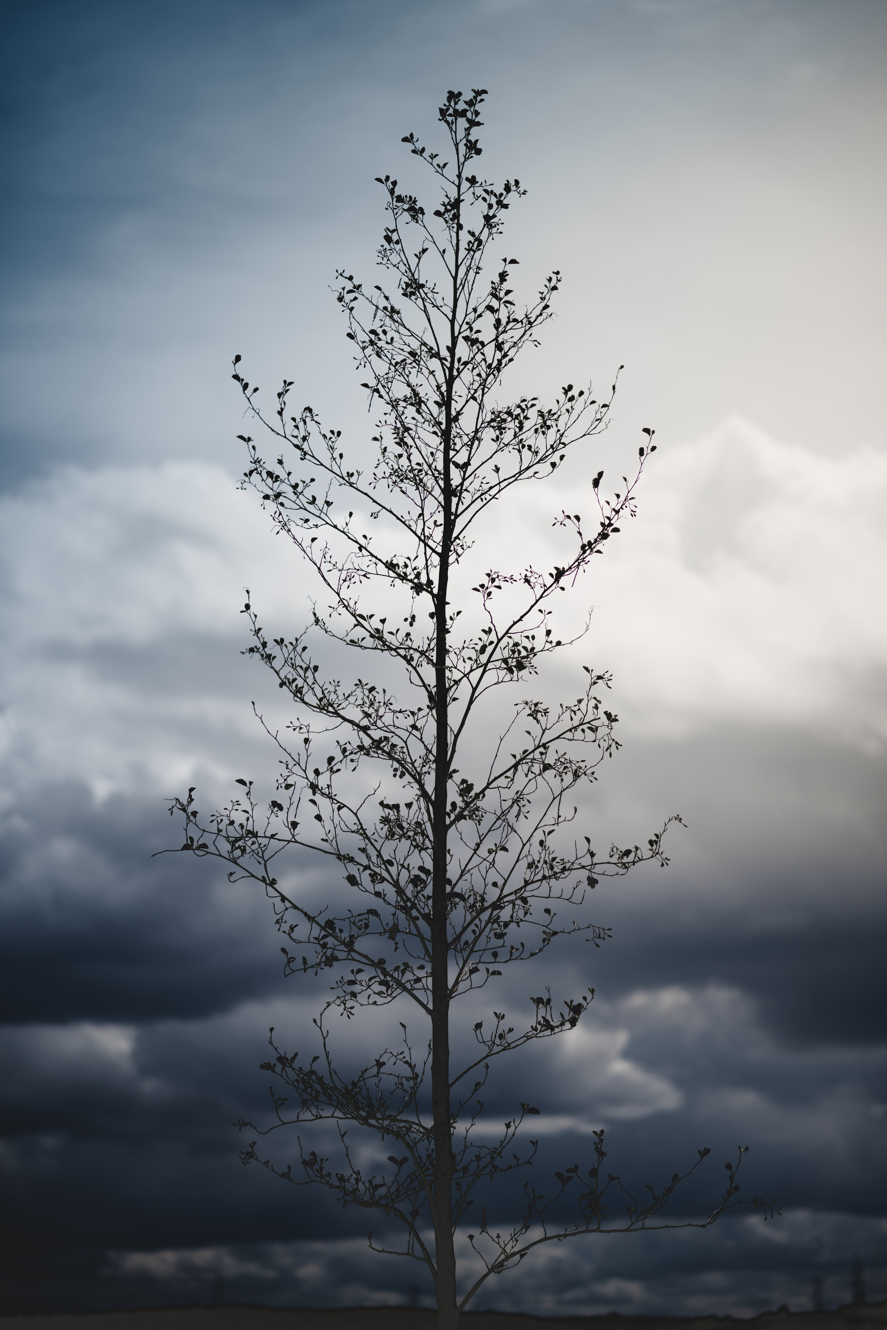 A dramatic image of a tall tree featuring mood, moody, and tree, a ...