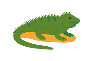 Green iguana on sand. Vector reptile, an Animal Illustration by GraphiShop