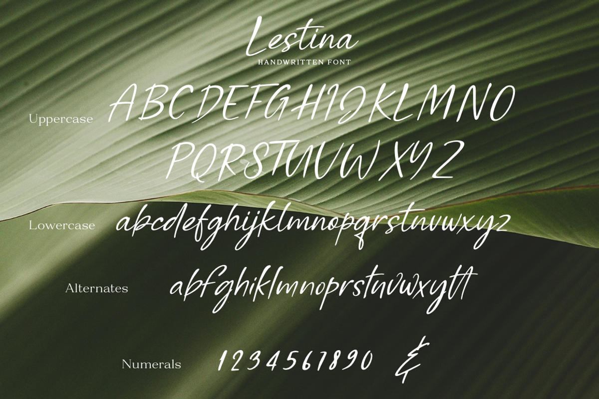 Lestina, a Script Font by Larin Type Co. (Photo 10 of 10)